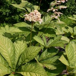 Rodgersia aesculifolia 'Werner Müller' 