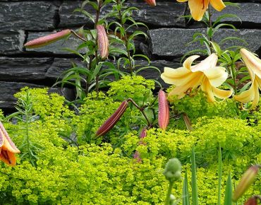 Genialer Kontrast: Wogen gelbgrüner Blütenstände umspülen die Füße der herrschaftlich aufragenden Lilien. Vor der dunklen, die Horizontale betonenden Schiefermauer kommen die klaren Formen und Farben besonders gut zur Wirkung.
