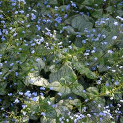 Brunnera macrophylla 'Silver Heart'