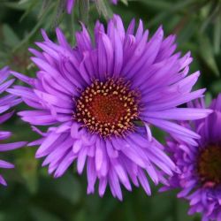 Aster novae-angliae `Purple Dom´