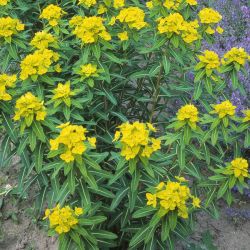 Euphorbia cornigera `Goldener Turm´