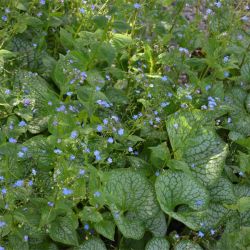 Brunnera macrophylla 'Jack of Diamonds'