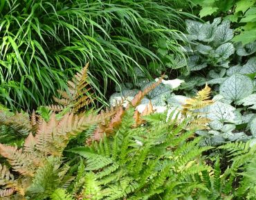 Brunnera - Kaukasus-Vergissmeinnicht