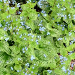 Brunnera macrophylla 'Alexander's Great'