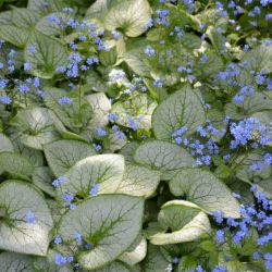 Brunnera macrophylla 'Jack Frost'