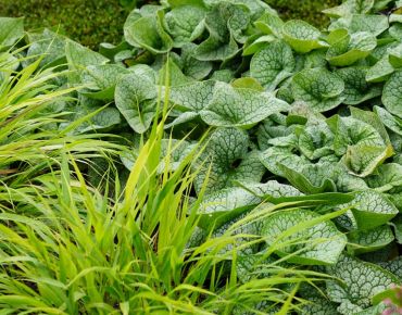 Brunnera - Kaukasus-Vergissmeinnicht