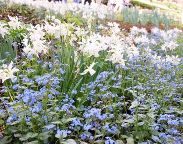 Brunnera - Kaukasus-Vergissmeinnicht