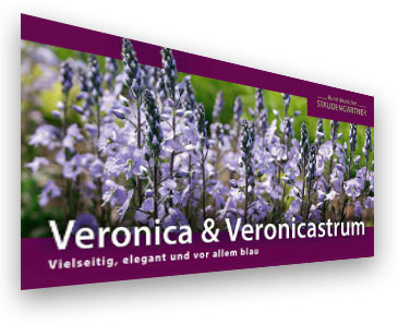 Veronica & Veronicastrum